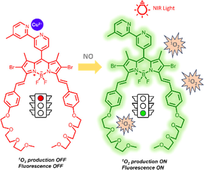 Nitric Oxide Activatable Photodynamic Therapy Agents Based on BODIPY–Copper Complexes